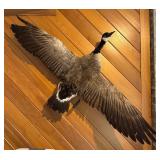 LL - Goose Taxidermy Mount