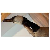 LL - Goose Taxidermy Mount