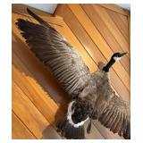 LL - Goose Taxidermy Mount
