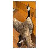 LL - Goose Taxidermy Mount