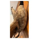 LL - Goose Taxidermy Mount