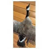 LL - Goose Taxidermy Mount