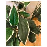 DR - Dieffenbachia Variegated Faux Plant - 33-Inch Tall in Woven Basket