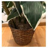 DR - Dieffenbachia Variegated Faux Plant - 33-Inch Tall in Woven Basket