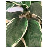 DR - Dieffenbachia Variegated Faux Plant - 33-Inch Tall in Woven Basket