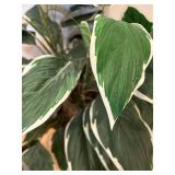 DR - Dieffenbachia Variegated Faux Plant - 33-Inch Tall in Woven Basket