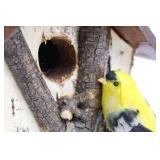 Birdhouse - Birch Bark Cottage Style with Yellow Finch Figurine 8"L x 8"W x 7"H
