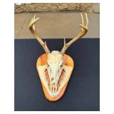 Whitetail Deer Skull with Antlers Taxidermy Mount on Wood Plaque