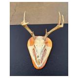 Whitetail Deer Skull with Antlers Taxidermy Mount on Wood Plaque