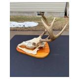 Whitetail Deer Skull with Antlers Taxidermy Mount on Wood Plaque