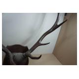Wall-Mounted Elk Horns - Stained