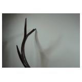 Wall-Mounted Elk Horns - Stained