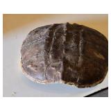 Snapping Turtle shell measuring approximately 12 inches