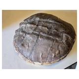 Snapping Turtle shell measuring approximately 12 inches