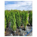 Emerald Green Arborvitae 5