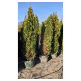 Emerald Green Arborvitae - 5-6