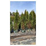 Emerald Green Arborvitae - 5-6