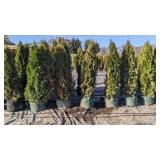 Emerald Green Arborvitae - 5-6