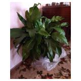 Large Peace Lily Plant - Live Plant!
