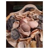 Lot of Seashells