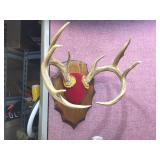 Nice - White Tails Deer - Antler Mount