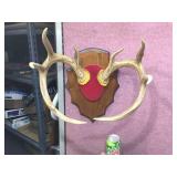 Nice - White Tails Deer - Antler Mount