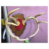 Nice - White Tails Deer - Antler Mount