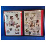 Pictures Of the body Systems ex Nervous system