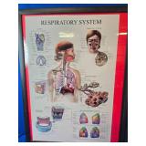 Pictures Of the body Systems ex Nervous system