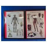 Pictures Of the body Systems ex Nervous system