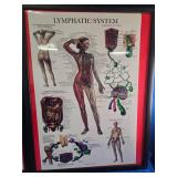 Pictures Of the body Systems ex Nervous system