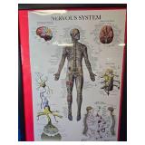 Pictures Of the body Systems ex Nervous system