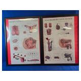 Pictures Of the body Systems ex Nervous system