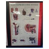 Pictures Of the body Systems ex Nervous system