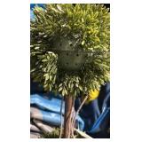 57" Artificial Triple Ball Boxwood Topiary Tree - 2 Trees