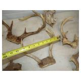 Deer Antlers