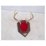 Deer Antler Mount