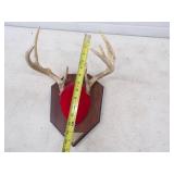 Deer Antler Mount