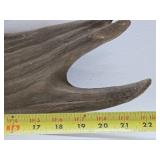 Genuine Moose Antler w/Bear Carving
