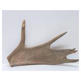 Genuine Moose Antler w/Bear Carving
