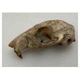 Six Point Buck Deer Antlers And Small Rodent Skull