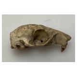 Six Point Buck Deer Antlers And Small Rodent Skull