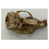 Six Point Buck Deer Antlers And Small Rodent Skull