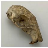 Six Point Buck Deer Antlers And Small Rodent Skull