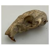 Six Point Buck Deer Antlers And Small Rodent Skull