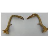 Six Point Buck Deer Antlers And Small Rodent Skull