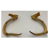 Six Point Buck Deer Antlers And Small Rodent Skull