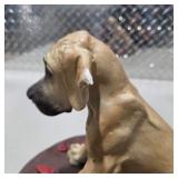 Great Dane Decor Lot Large Seated Dog Figurine, Small Dog Figure, Signed Duck Carving