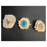 Sunburst Fossil Fragments in Beige Sandstone Inc Moose Picture Buckle, Unknown Tooth & Moose Antler