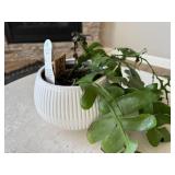 Epiphyllum Shark Fin Live Plant in White Ceramic Pot Distressed